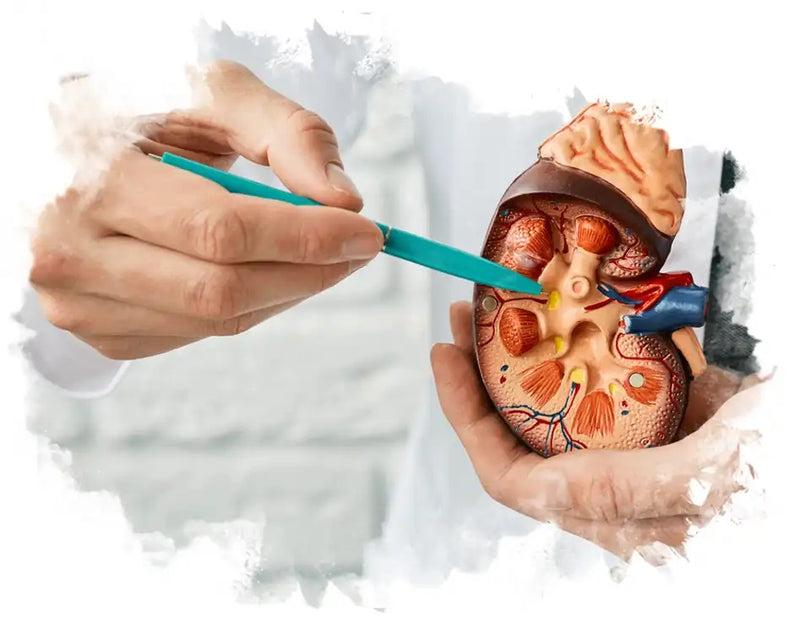 Unlocking the Secrets of Effective Kidney Failure Treatment
